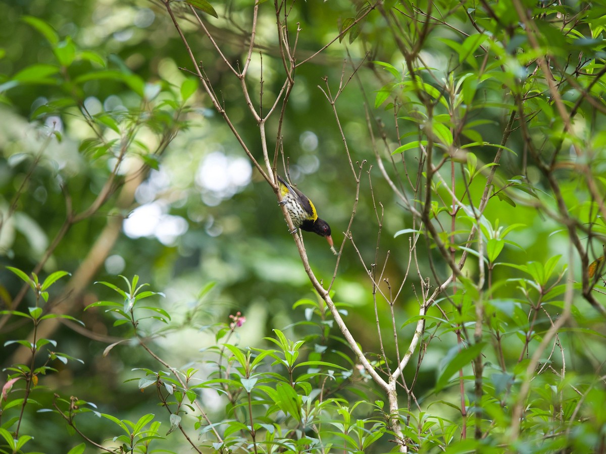 Dark-throated Oriole - ML620402190