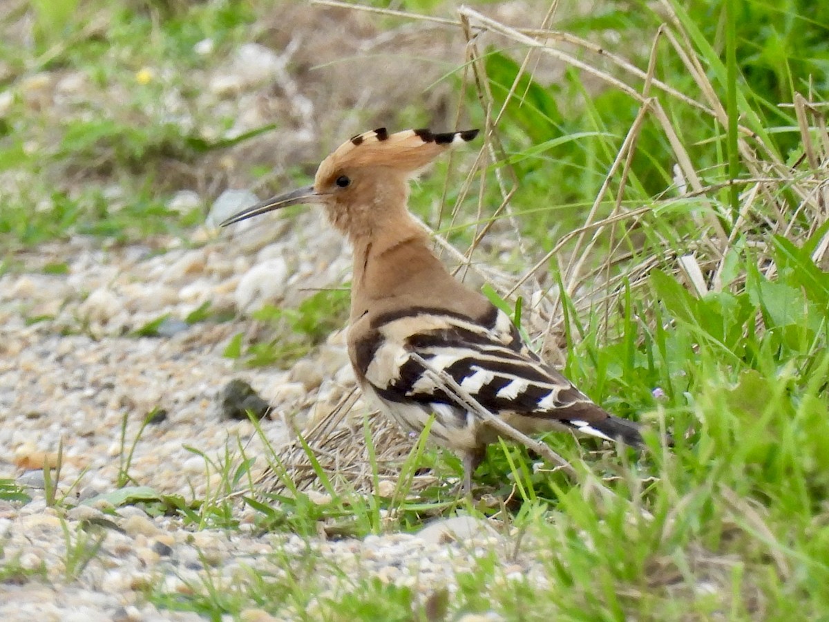 Eurasian Hoopoe - Curtis Dykstra