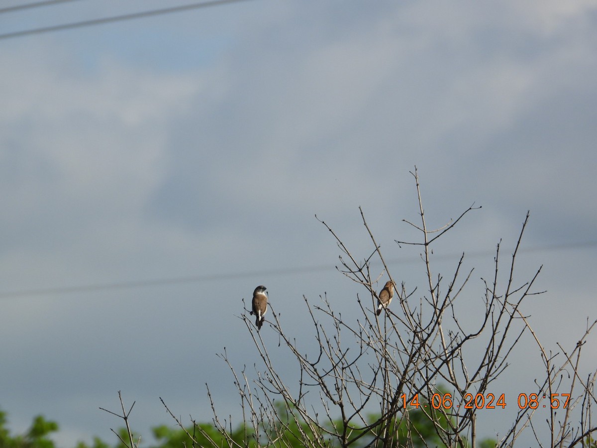 Indian Silverbill - ML620402199