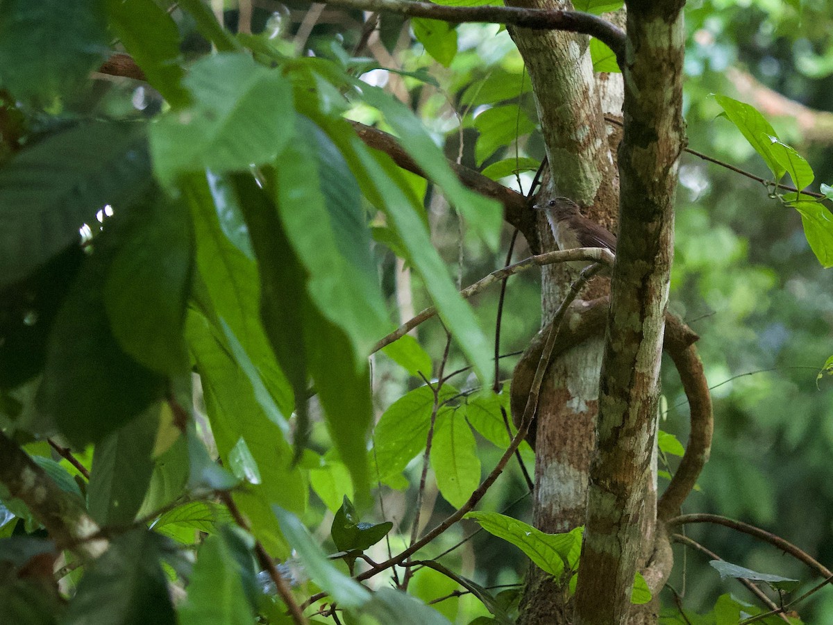 Horsfield's Babbler - ML620402201