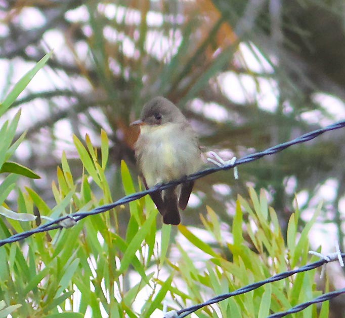 Eastern Wood-Pewee - James Hecht