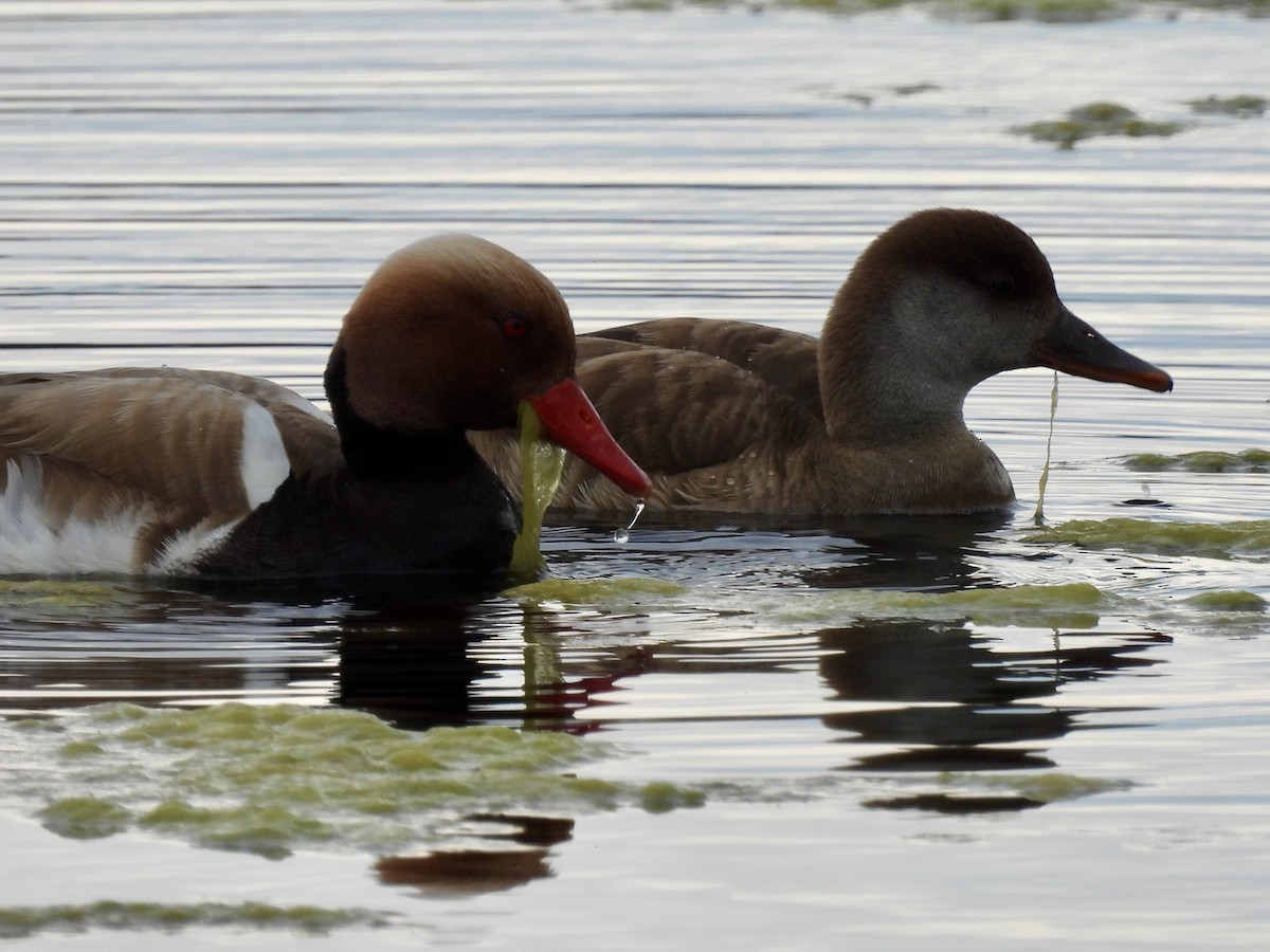 Red-crested Pochard - ML620402215