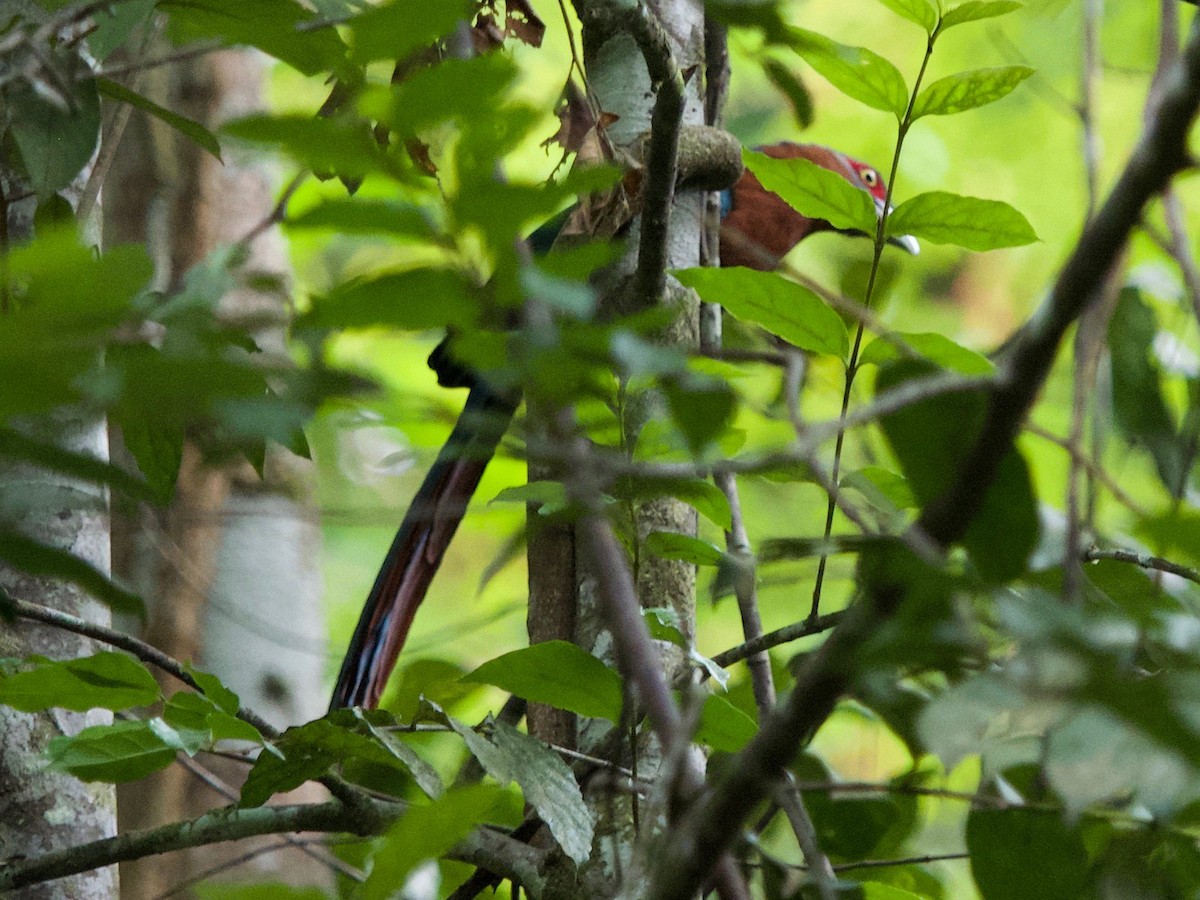 Chestnut-breasted Malkoha - ML620402219