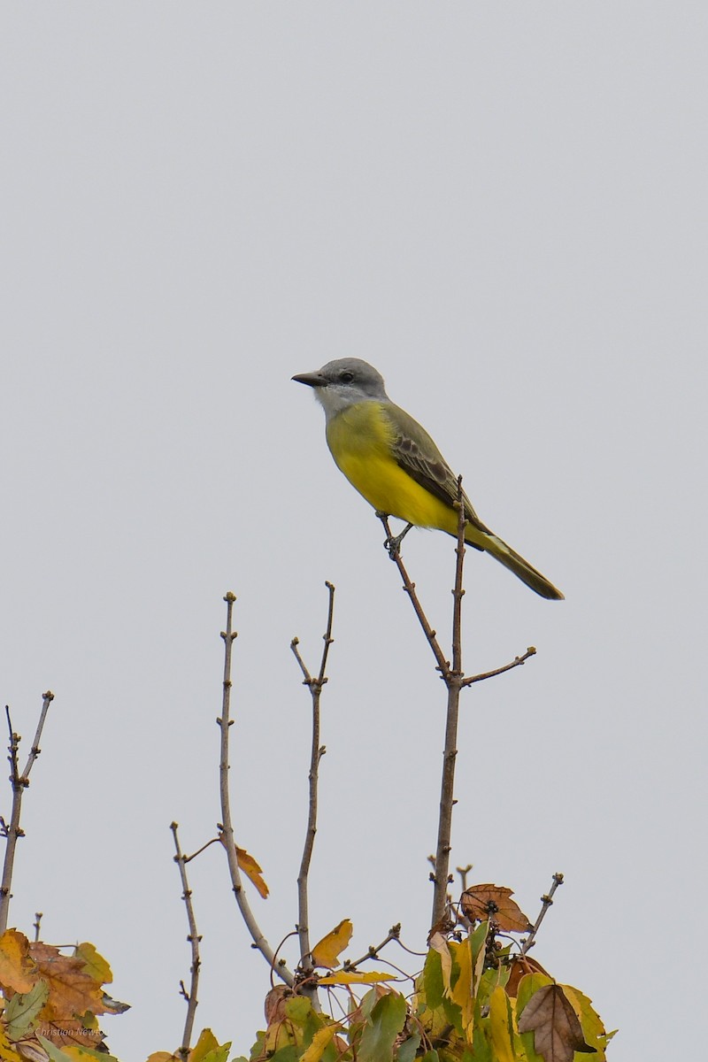 Couch's Kingbird - ML620402225