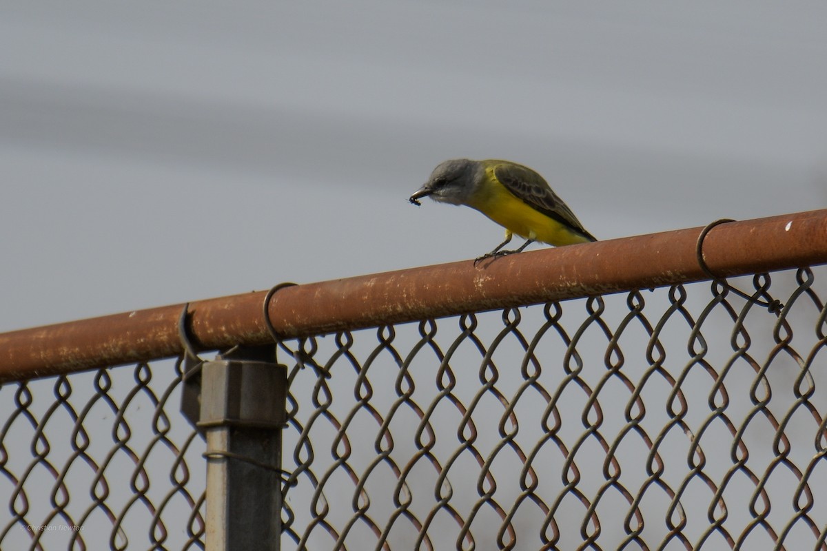 Couch's Kingbird - ML620402231