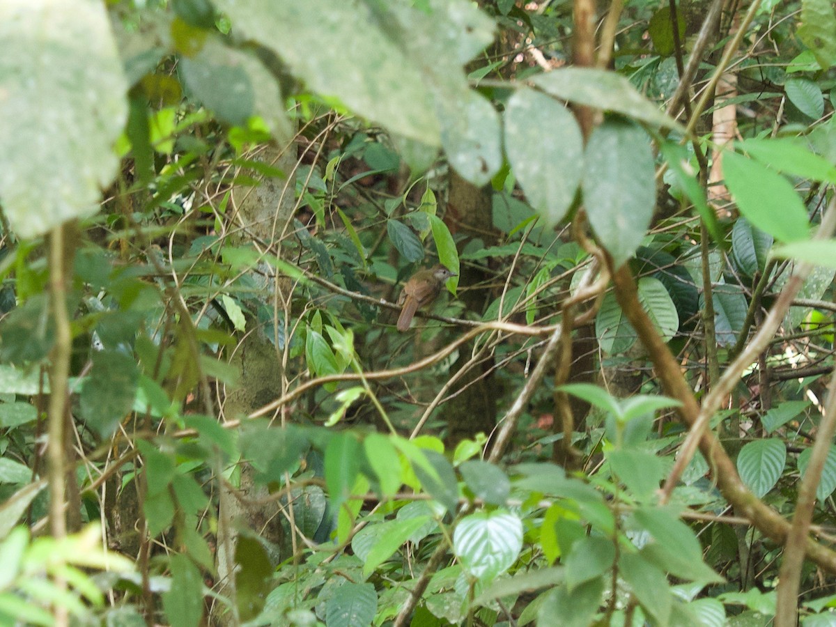 Gray-cheeked Bulbul - ML620402234