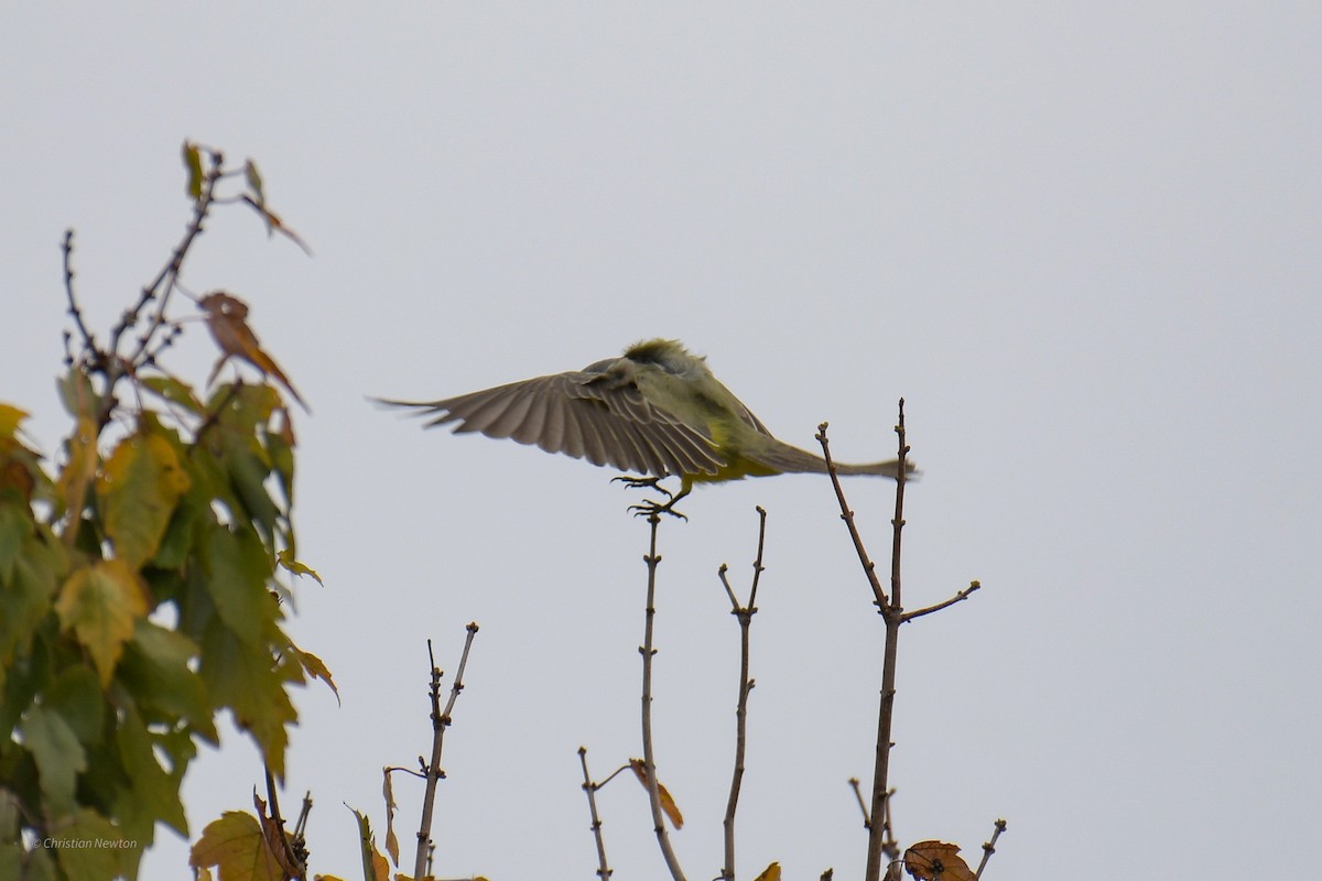 Couch's Kingbird - ML620402235