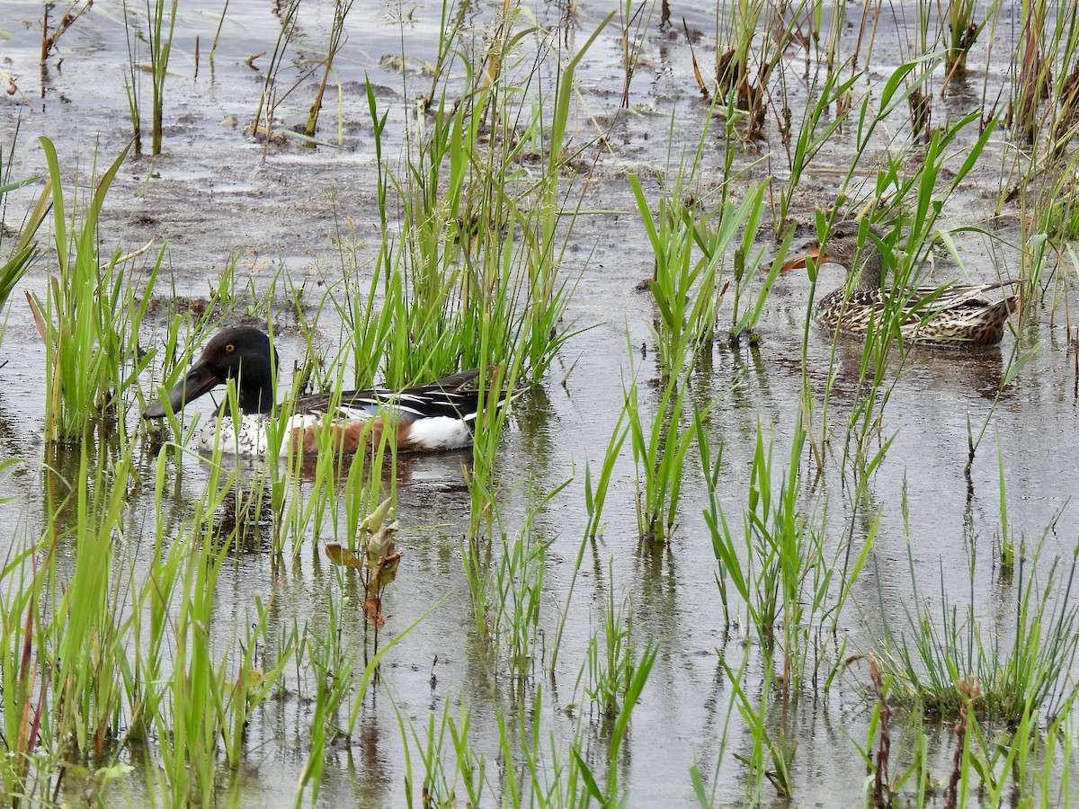 Northern Shoveler - ML620402245