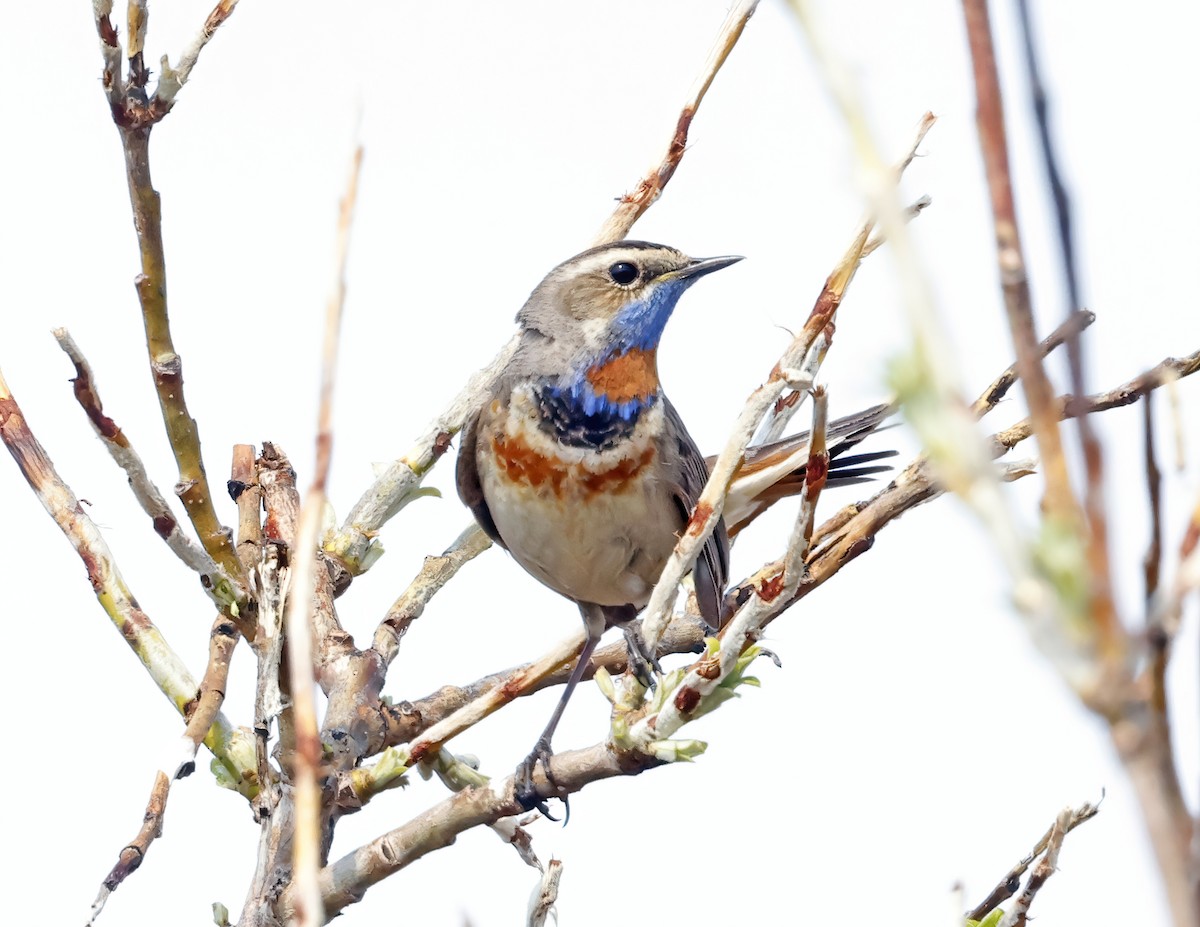 Blaukehlchen - ML620402246