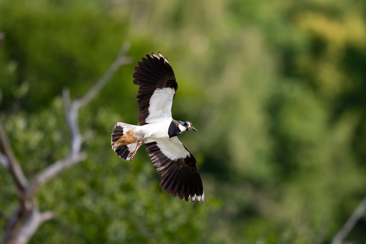 Northern Lapwing - ML620402248