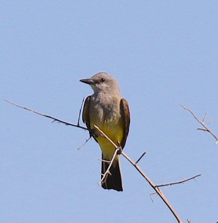 Western Kingbird - ML620402250