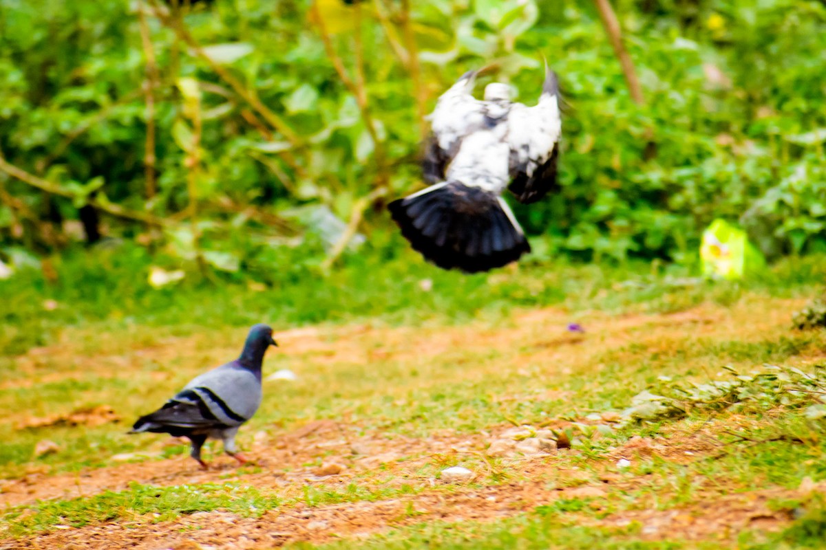 Rock Pigeon (Feral Pigeon) - ML620402254