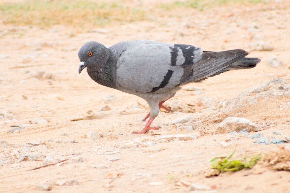 Rock Pigeon (Feral Pigeon) - ML620402256