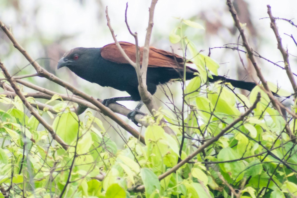 Greater Coucal - ML620402257