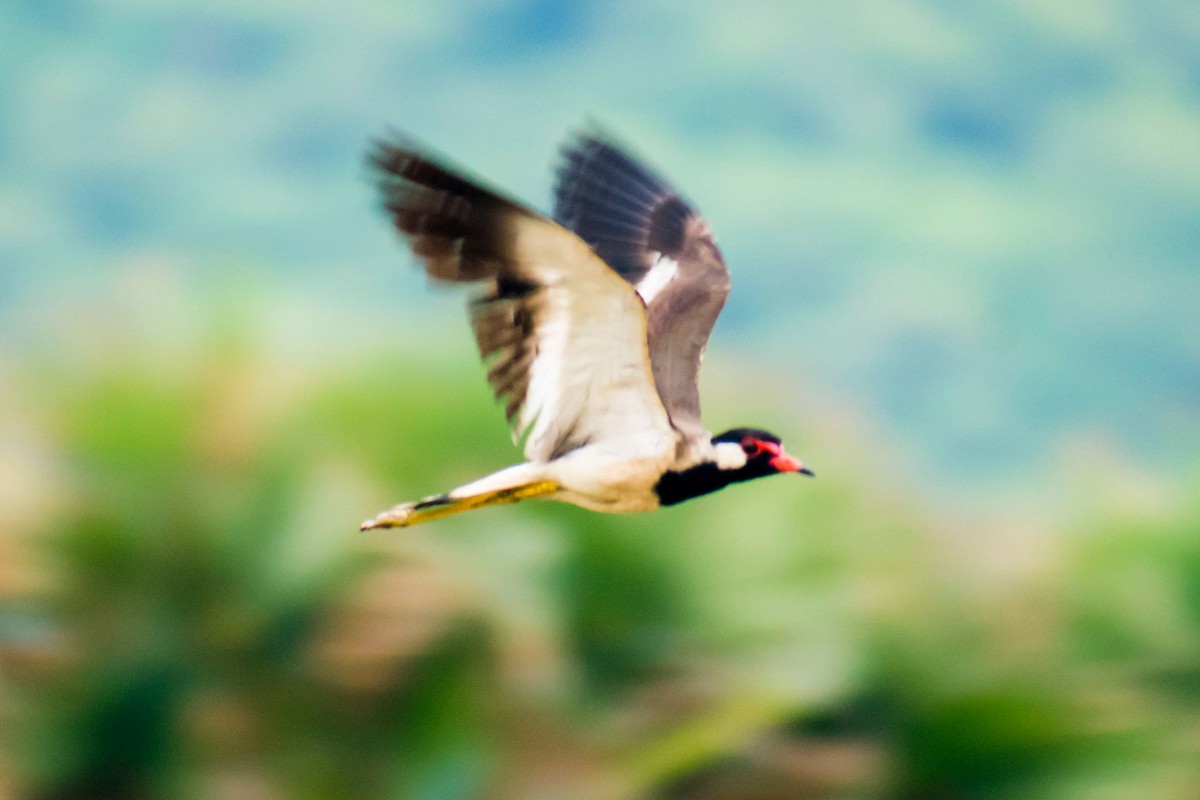 Red-wattled Lapwing - ML620402262