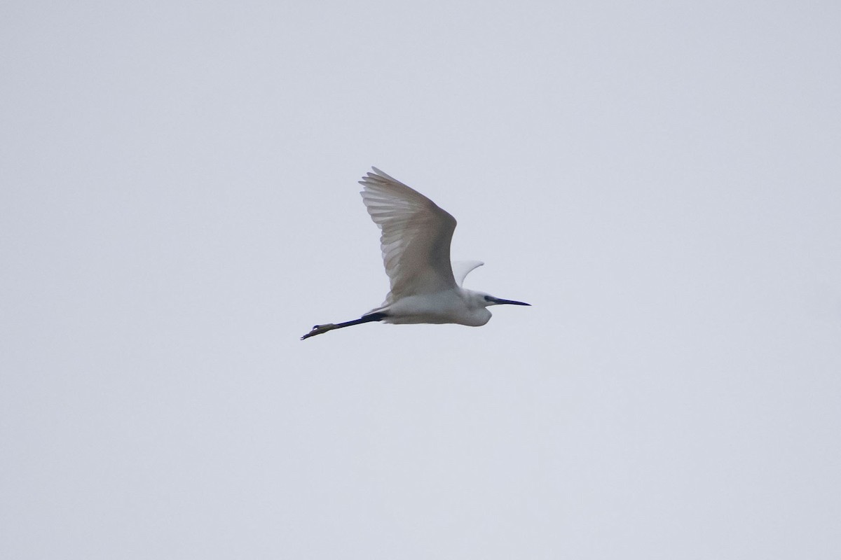 Little Egret - ML620402264