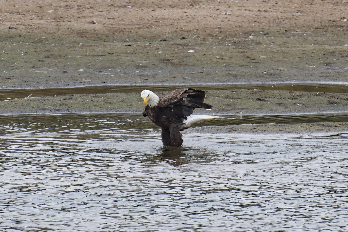 Bald Eagle - ML620402270