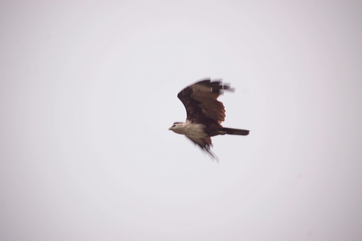 Brahminy Kite - ML620402283