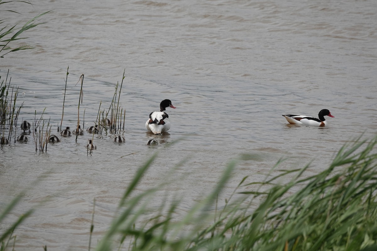 Common Shelduck - ML620402286