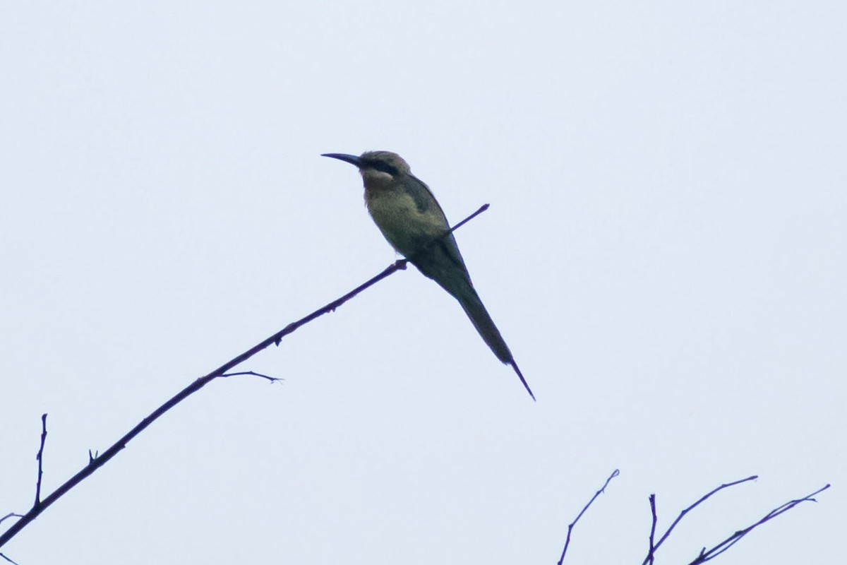 Blue-tailed Bee-eater - ML620402290