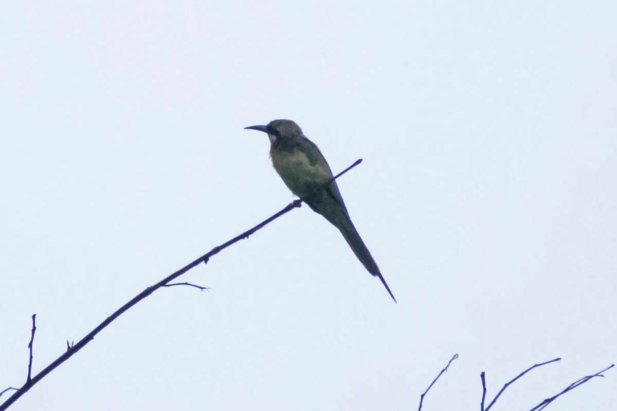 Blue-tailed Bee-eater - ML620402292