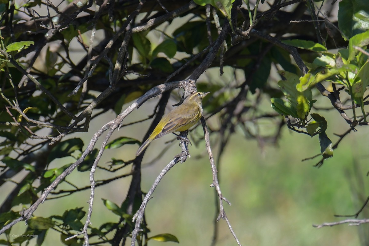 Reinita Palmera (hypochrysea) - ML620402293