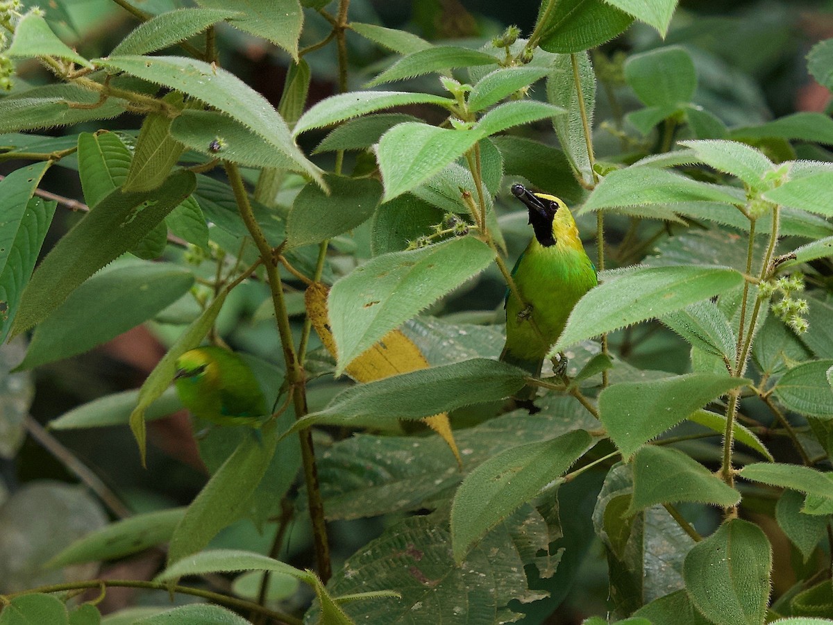 Blue-winged Leafbird - ML620402296