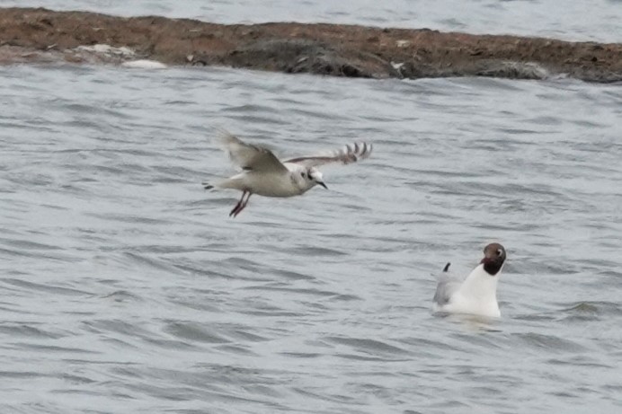 Little Gull - ML620402301