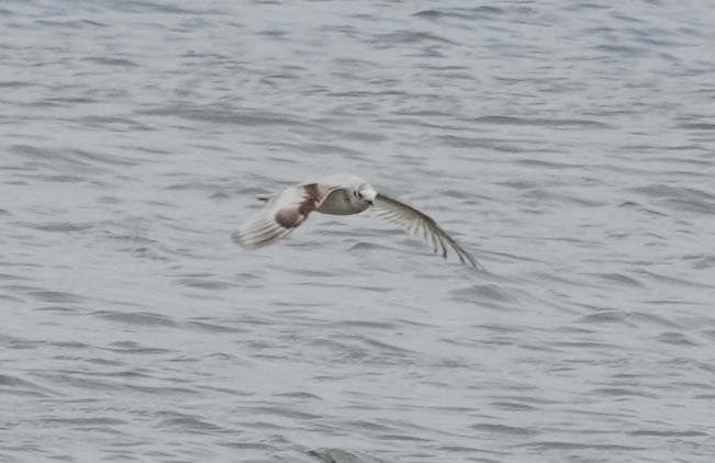 Gaviota Enana - ML620402303