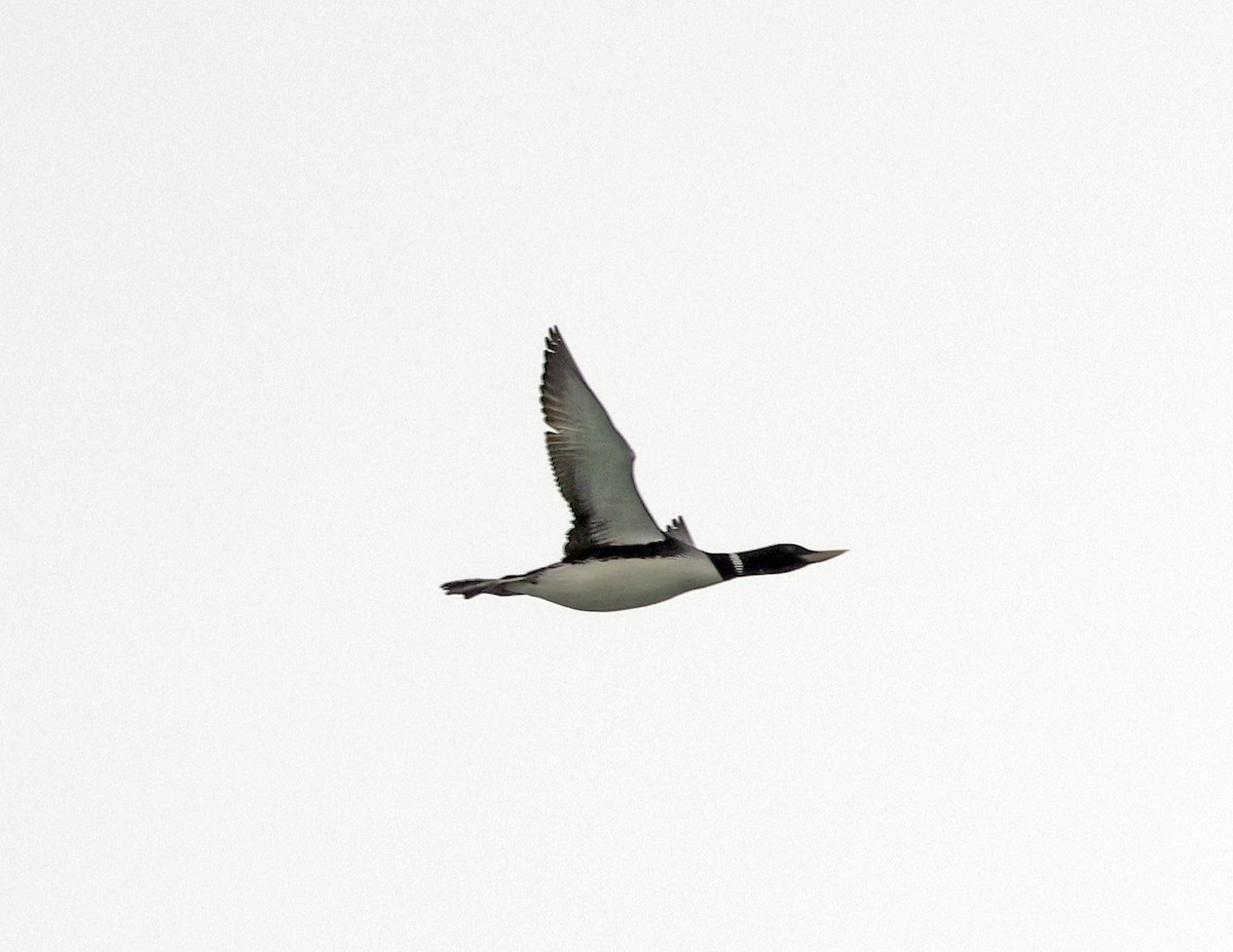 Yellow-billed Loon - ML620402304