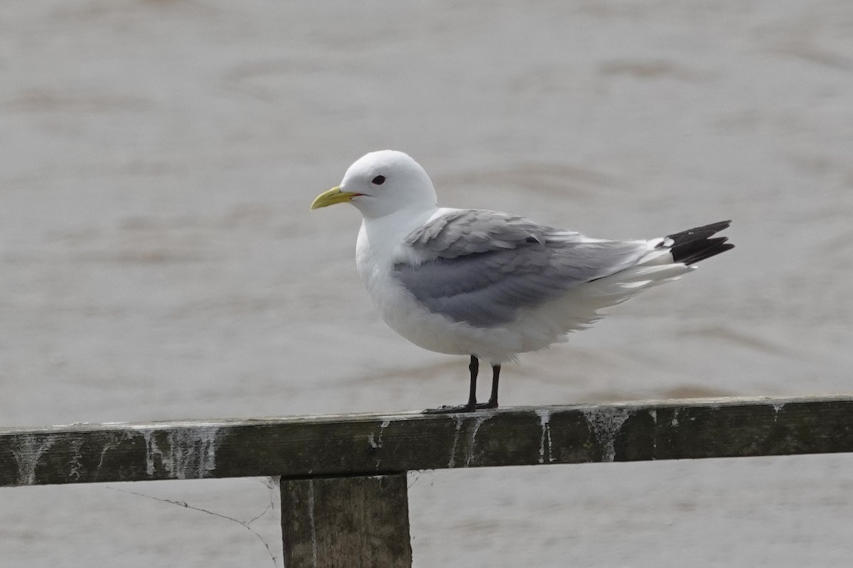 Gaviota Tridáctila - ML620402306