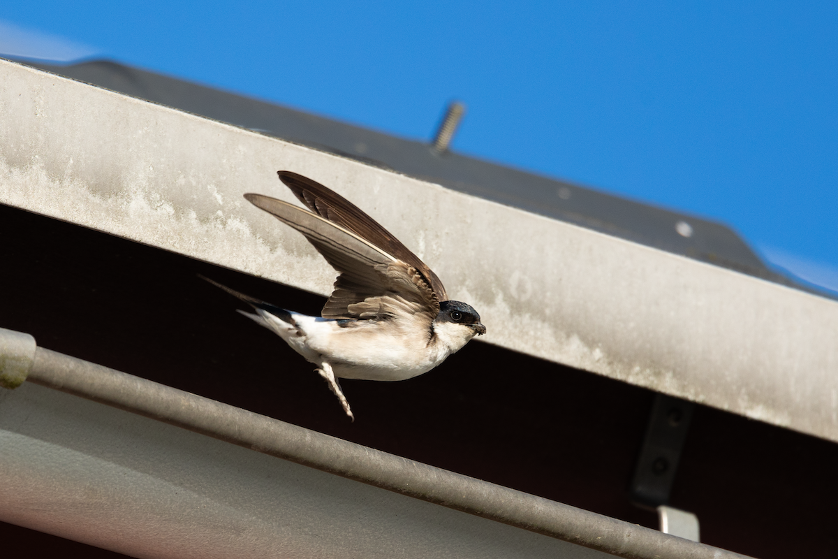 Western House-Martin - ML620402317