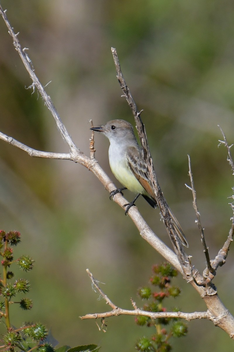 Ash-throated Flycatcher - Christian Newton