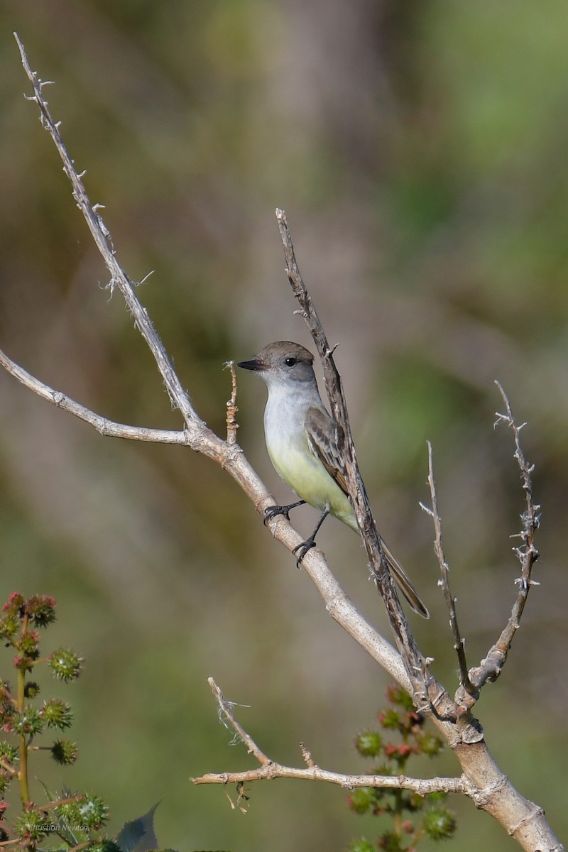 Ash-throated Flycatcher - ML620402319