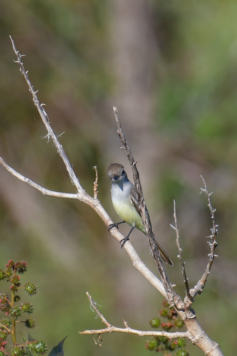 Ash-throated Flycatcher - ML620402322