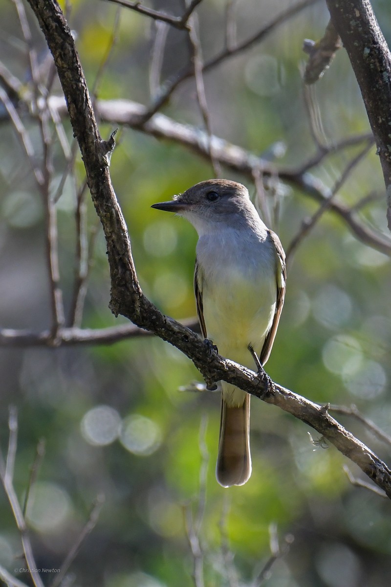 Ash-throated Flycatcher - ML620402324