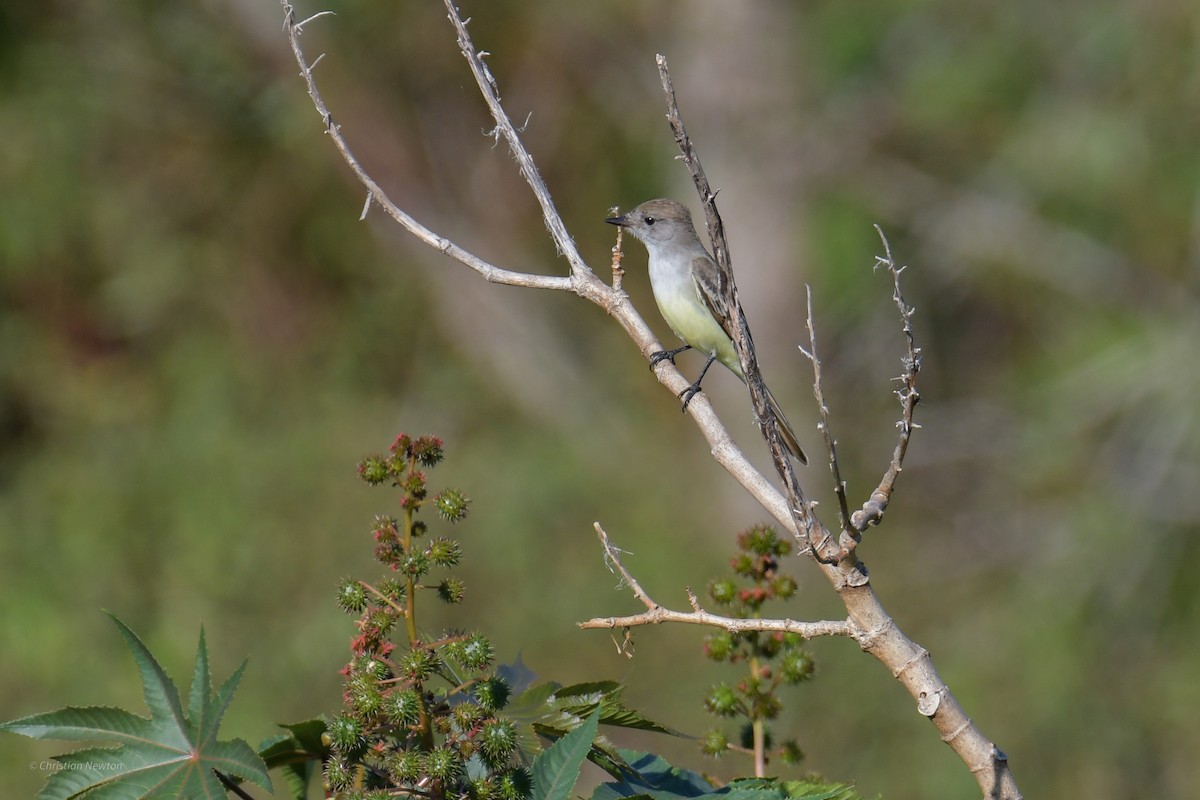 Ash-throated Flycatcher - ML620402326