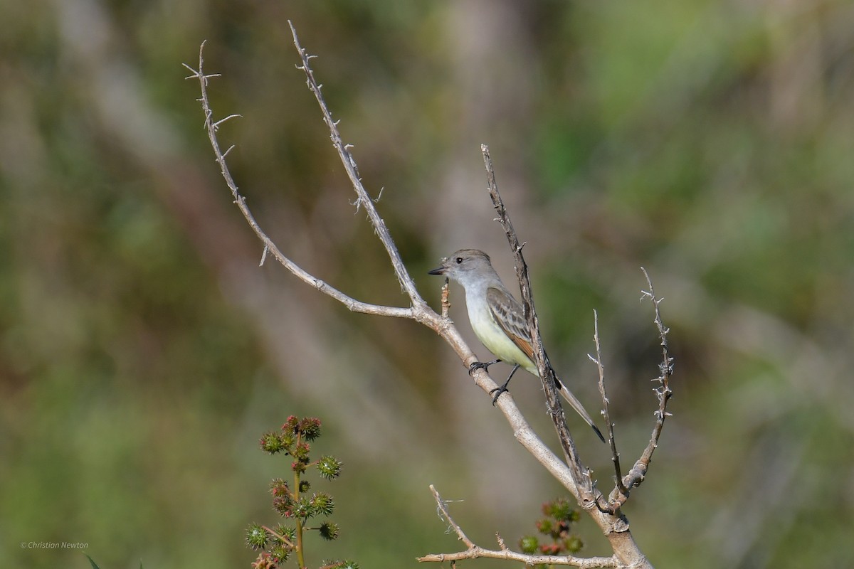 Ash-throated Flycatcher - ML620402328