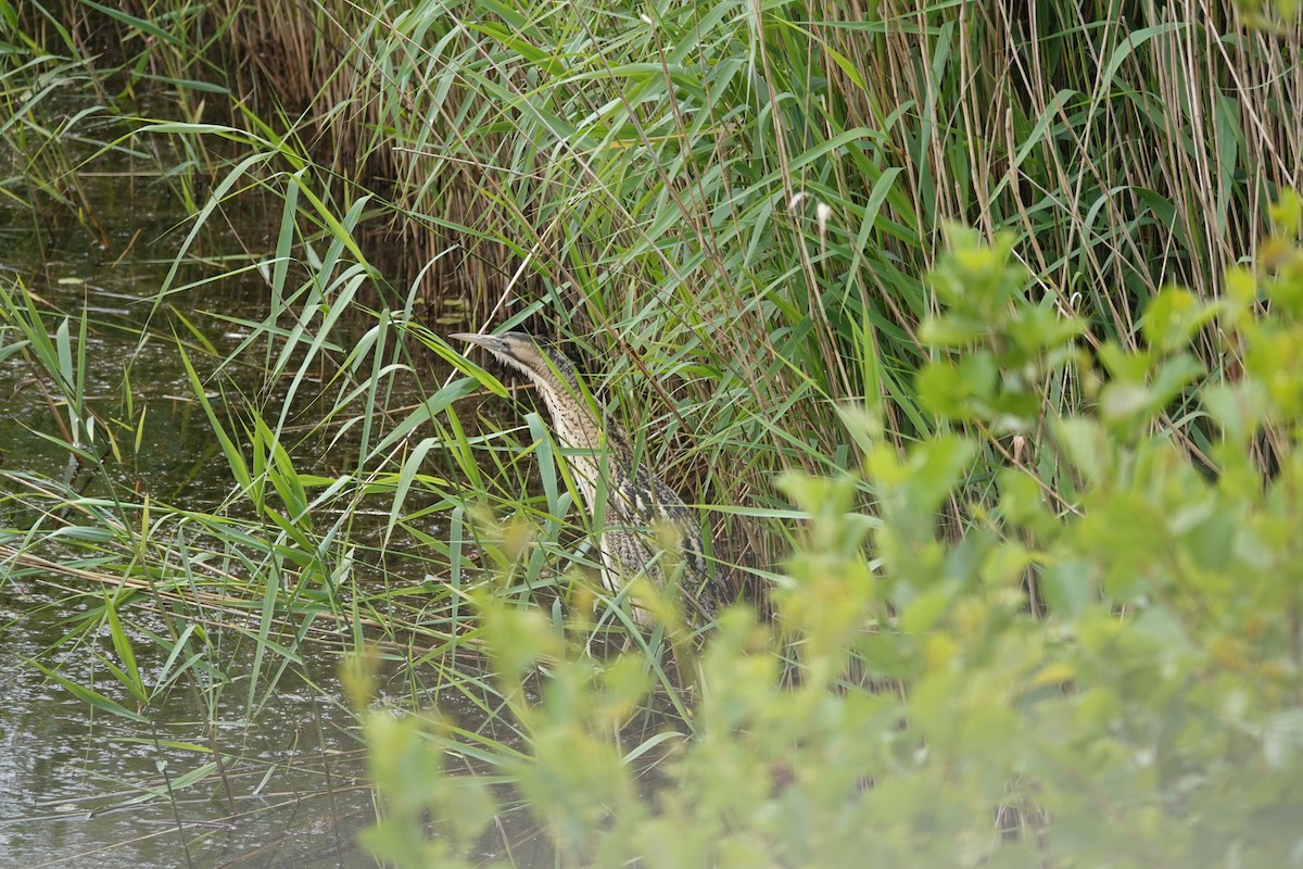 Great Bittern - ML620402344