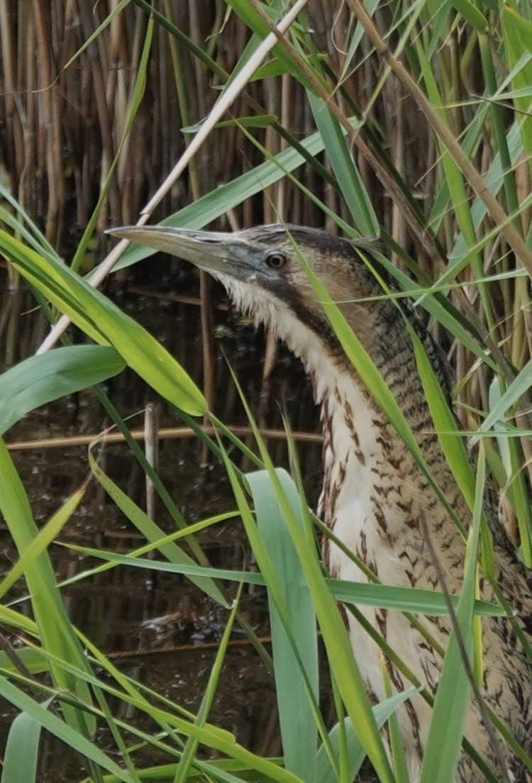 Great Bittern - ML620402347