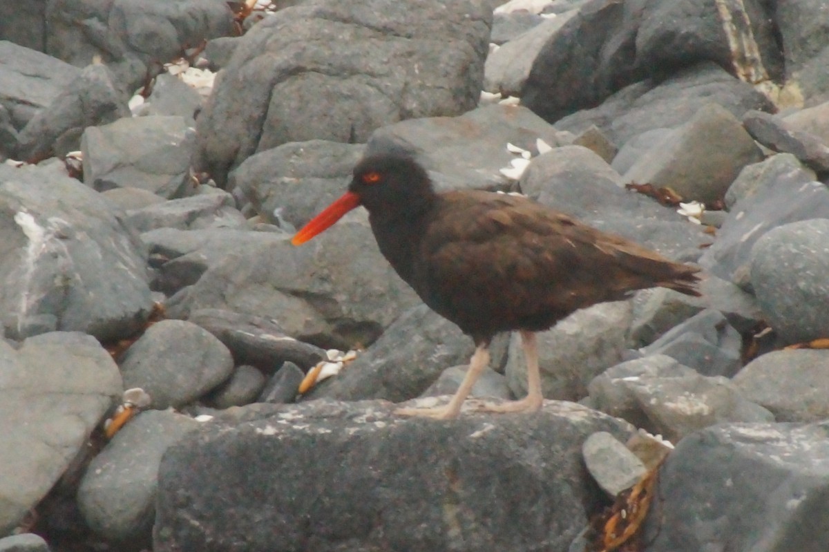 Blackish Oystercatcher - ML620402366