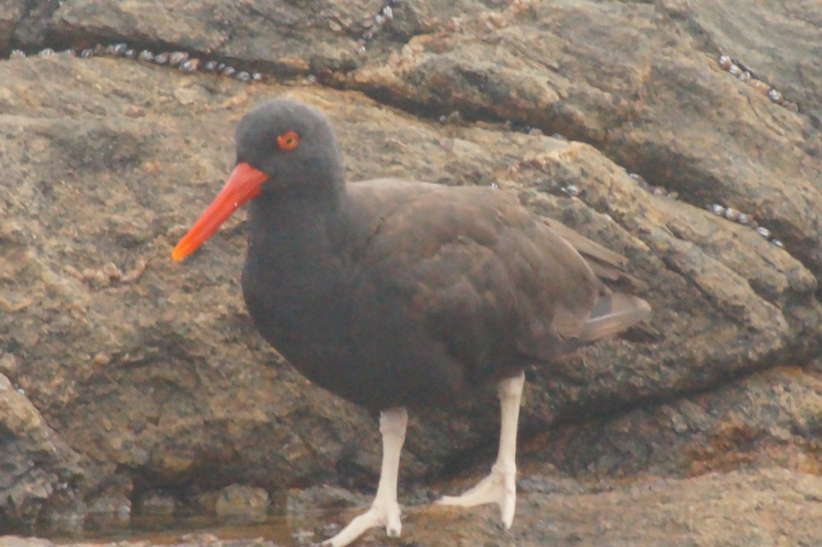 Blackish Oystercatcher - ML620402368