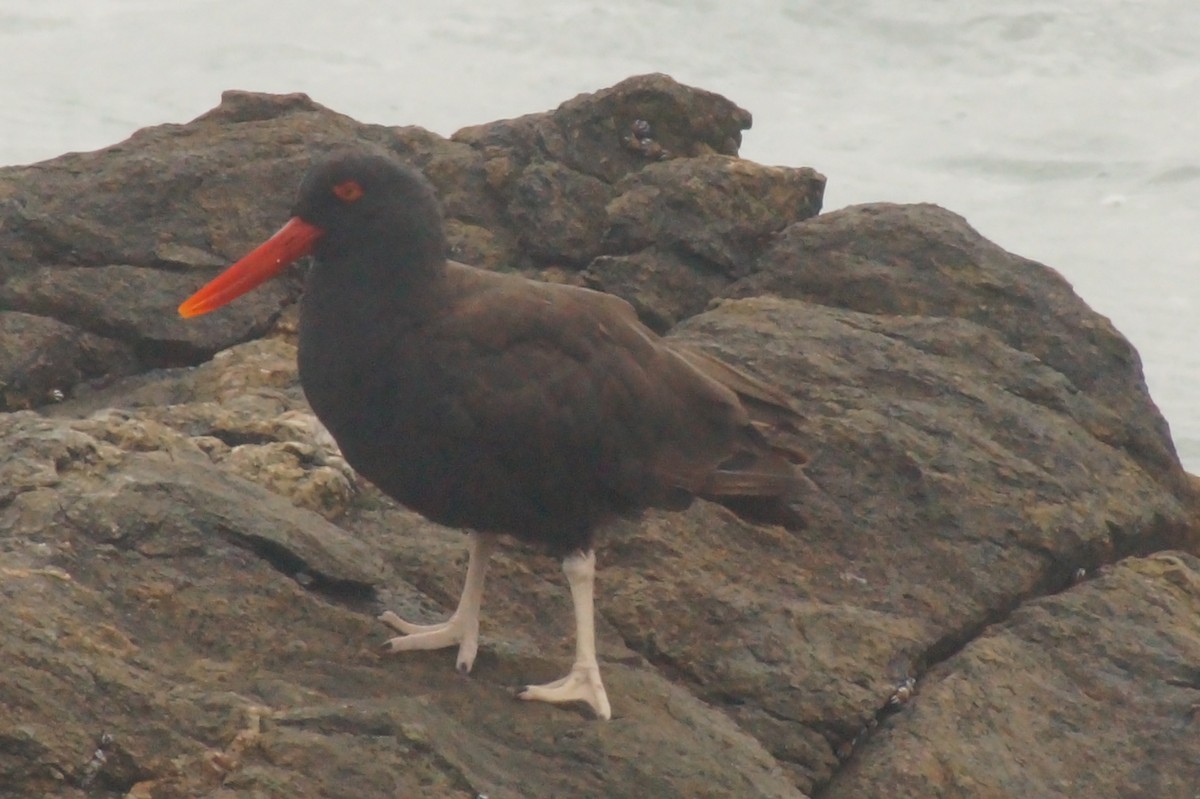 Blackish Oystercatcher - ML620402371