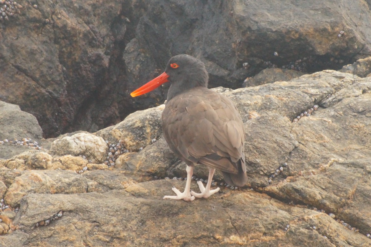 Blackish Oystercatcher - ML620402375