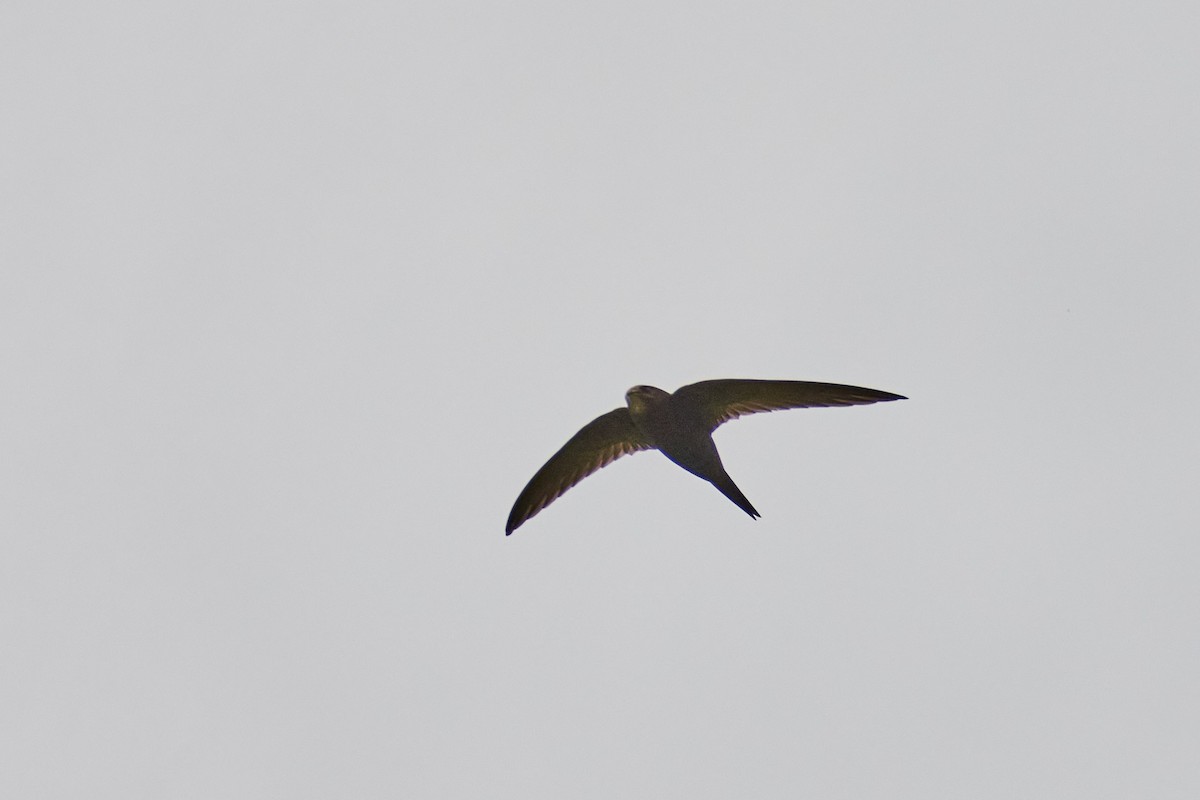 Common Swift - ML620402379