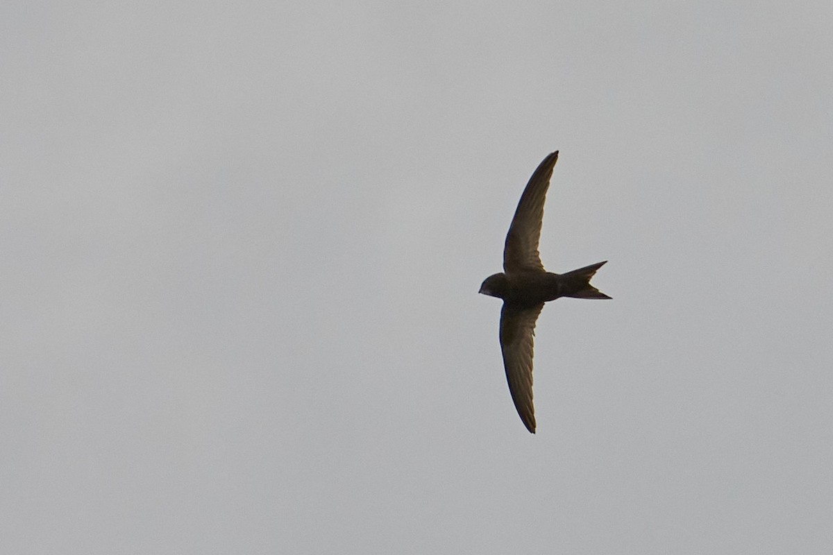 Common Swift - ML620402380