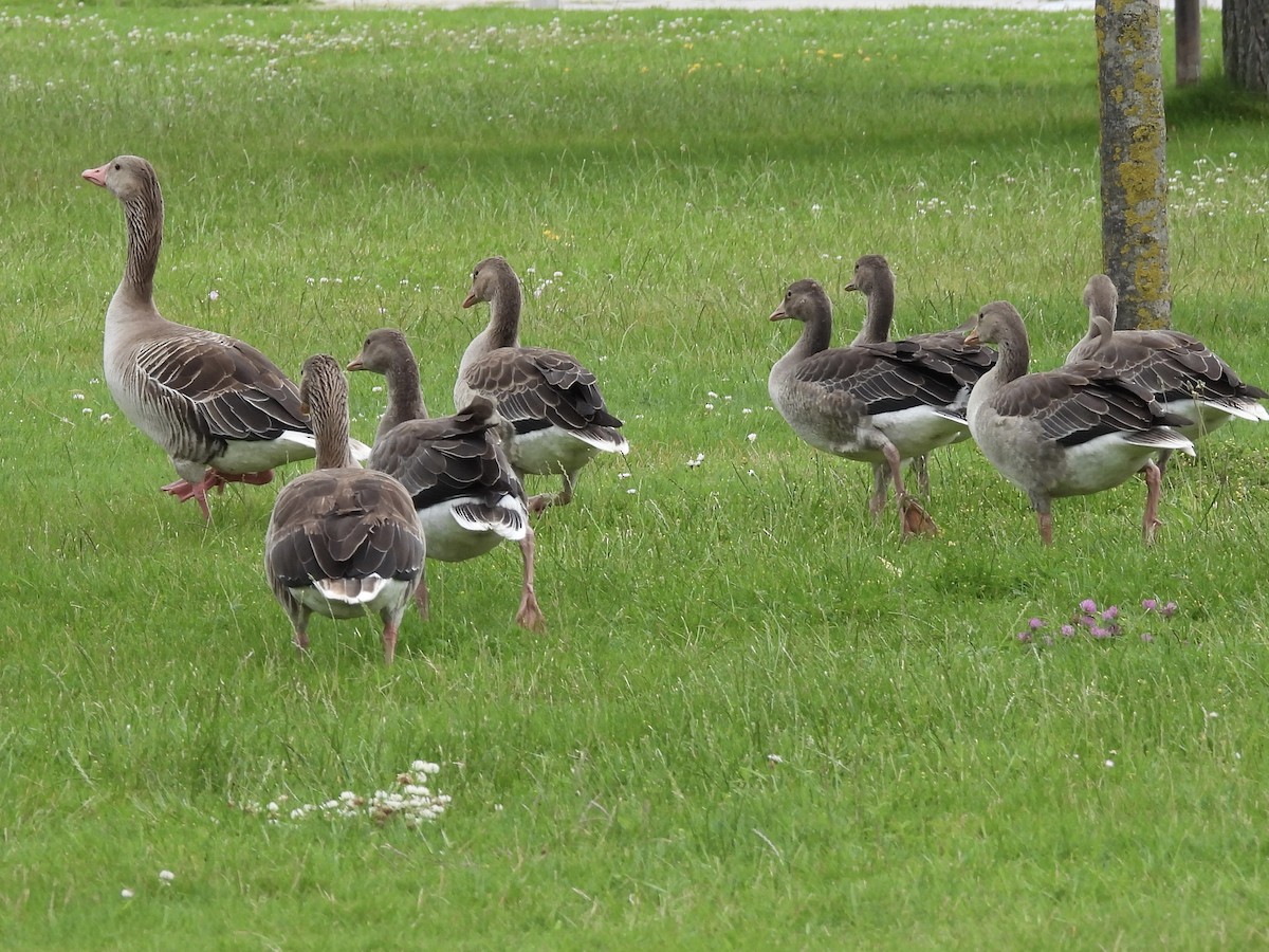 Graylag Goose - ML620402385