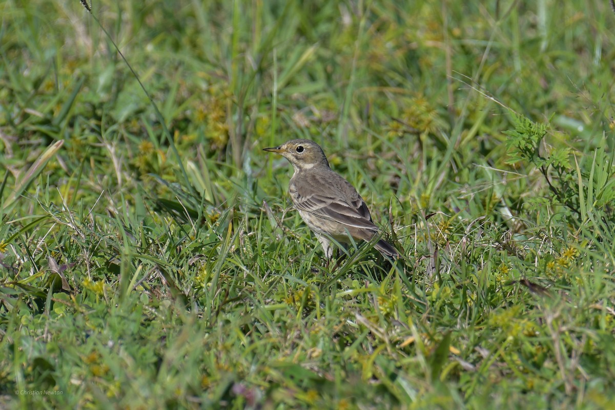 黃腹鷚 - ML620402388