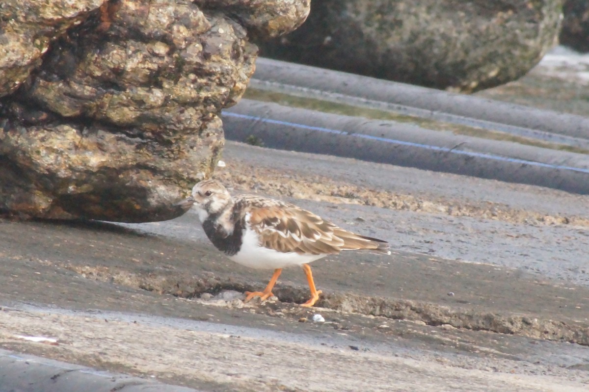 Ruddy Turnstone - ML620402395