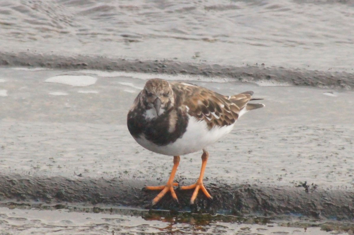 Ruddy Turnstone - ML620402405